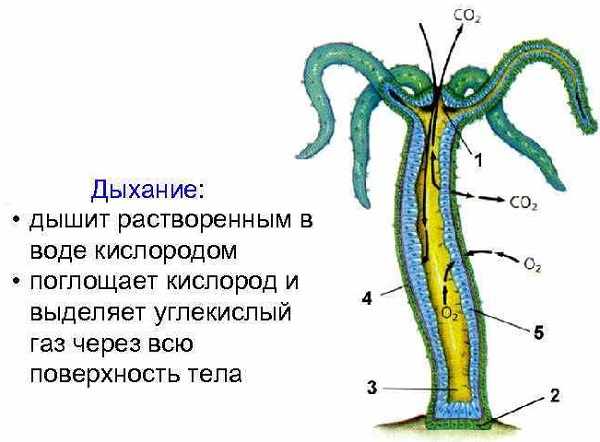 Кракен тор krakendark krakendark link